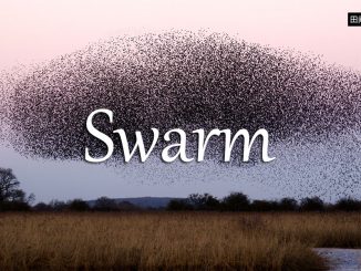 小词详解 | swarm