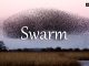 小词详解 | swarm