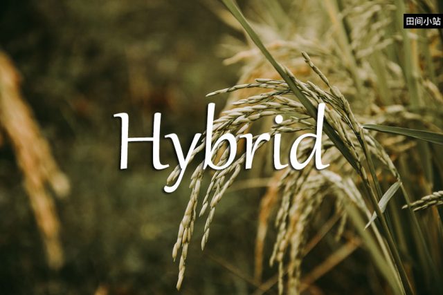 小词详解 | hybrid