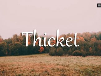 小词详解 | thicket