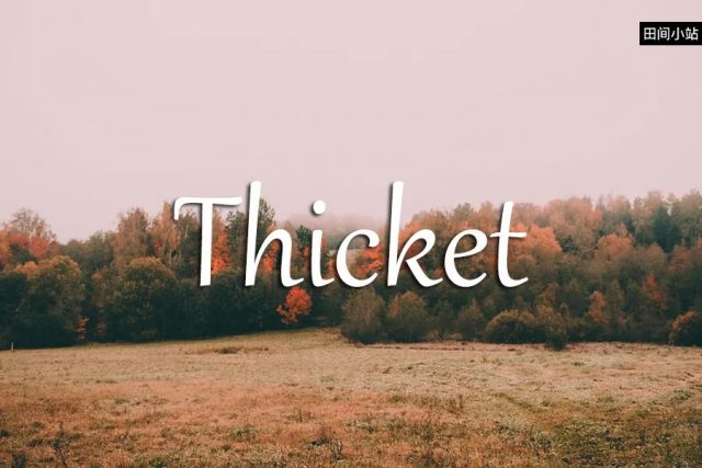 小词详解 | thicket