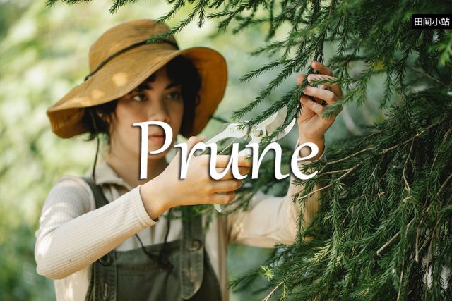 小词详解 | prune