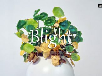 小词详解 | blight
