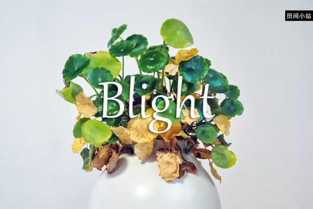 小词详解 | blight