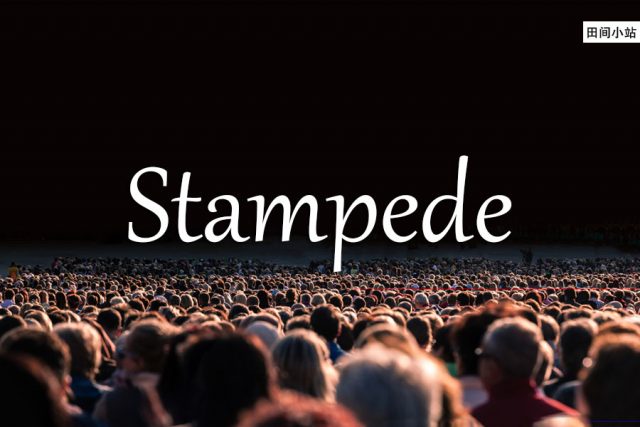 小词详解 | stampede