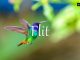 小词详解 | flit