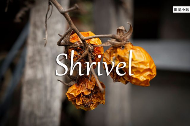 小词详解 | shrivel