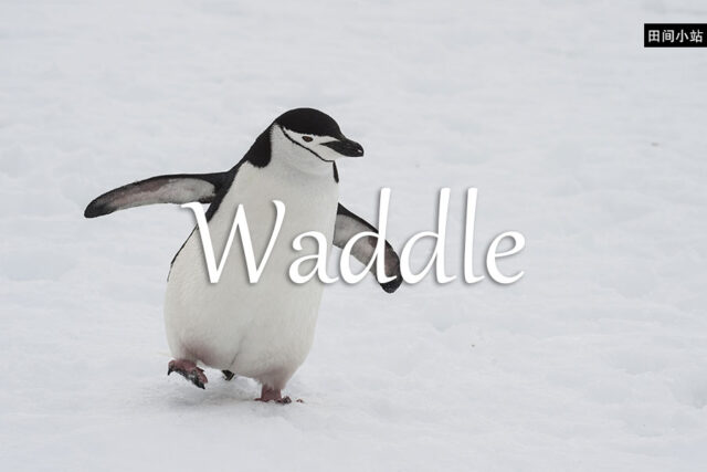 小词详解 | waddle