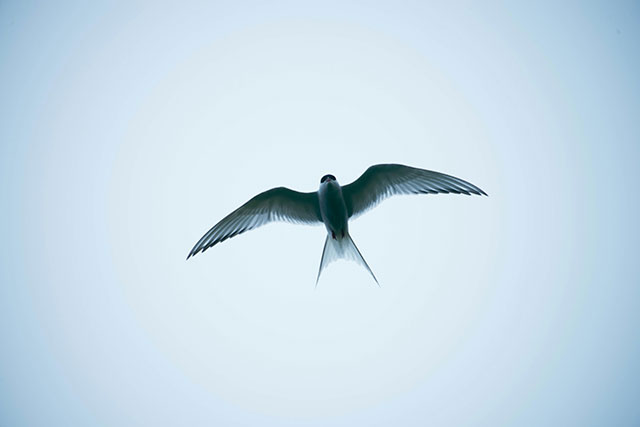 熟词僻义 | swallow 是一种怎样的接受？