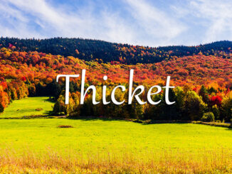 《经济学人》每日一词：thicket