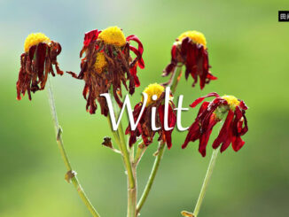 《经济学人》每日一词：wilt